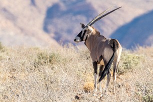 Oryx Namib autour de Solitaire