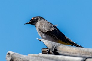 African Red-eyed Bulbul (Bulbul brunoir) Namib autour de Solitaire