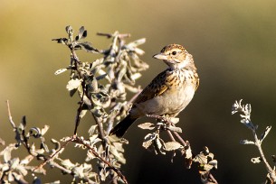 Sabota Lark (Alouette sabota) Namib autour de Solitaire