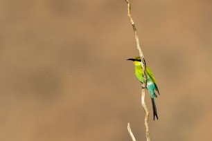 Swallow-tailed Bee-eater (Guêpier à queue d'aronde) Namib autour de Solitaire