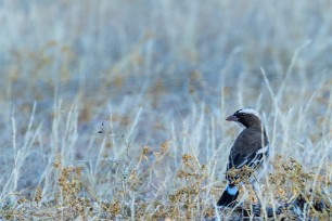 White-browed Sparrow-Weaver (Mahali à sourcils blancs) Namib autour de Solitaire