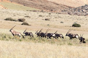 Oryx Namib autour de Solitaire