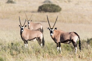 Oryx Namib autour de Solitaire