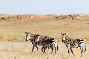 Zebre de montagne Namib autour de Solitaire