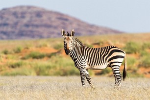 Zebre de montagne Namib autour de Solitaire