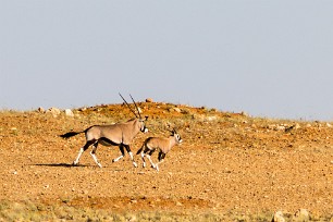 Oryx Namib autour de Solitaire