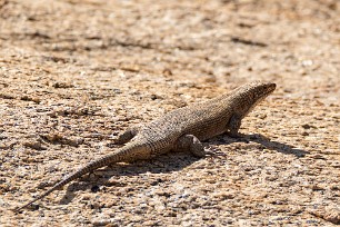 Lézard Spitzkopje