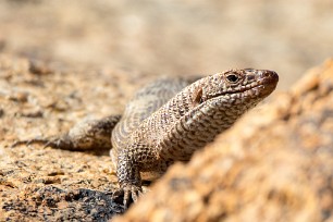 Lézard Spitzkopje