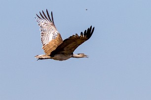 Kori Bustard (Outarde kori) Du côté d'Omaruru