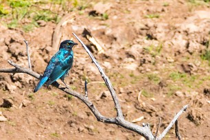 Cape Starling (Choucador à épaulettes rouges) Du côté d'Omaruru