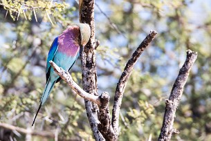 Lilac-breasted Roller (Rollier à longs brins) Du côté d'Omaruru