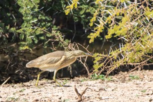 Squacco Heron (Crabier chevelu) Du côté d'Omaruru