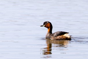 Little Grebe (Grèbe castagneux) Du côté d'Omaruru