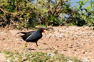 Common Moorhen (Gallinule poule-d'eau) Du côté d'Omaruru