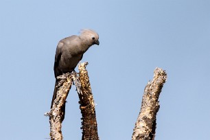 Grey Go-away-bird (Touraco concolore) Du côté d'Omaruru