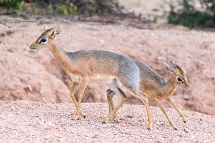 Dik-dik Du côté d'Omaruru