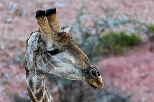 Girafe Du côté d'Omaruru