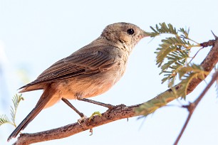 African Reed Warbler (Rousserolle africaine) Kalahari