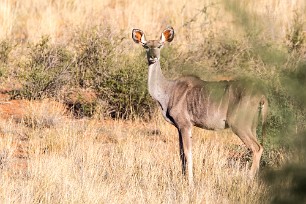 Grand koudou Kalahari