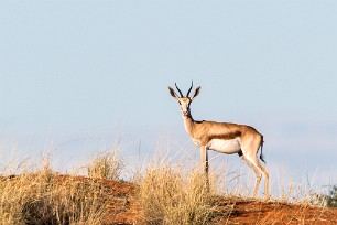 Springbok Kalahari