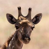 Girafe Sesriem et Namib