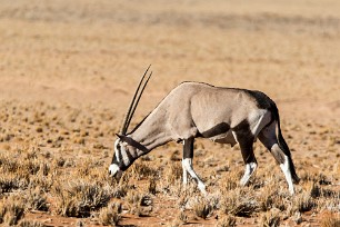 Oryx Sesriem et Namib