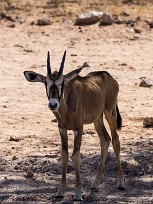 Oryx Sesriem et Namib