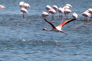 Greater flamingo (Flamand rose) Walvis Bay