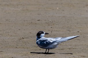 Damara Tern (Sterne des baleiniers) Walvis Bay