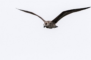 Kelp Gull (Goéland dominicain) Walvis Bay