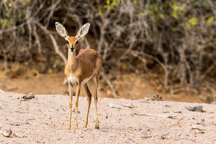 Steenbok Twyfelfontein