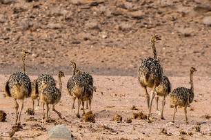 Ostrich (Autruche) Twyfelfontein