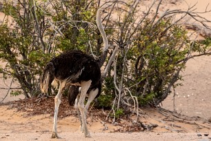 Ostrich (Autruche) Twyfelfontein