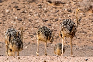 Ostrich (Autruche) Twyfelfontein