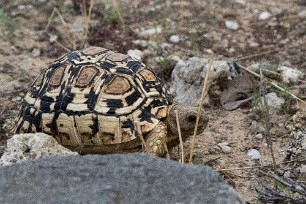 Tortue Damarland - Onjowewe