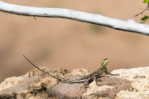 Lézard Damarland - Onjowewe