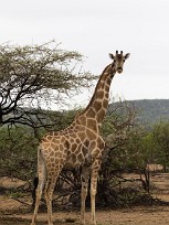 Girafe Etosha