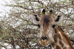 Girafe Etosha