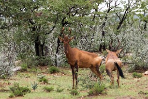 Bubal Etosha