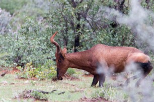 Bubal Etosha