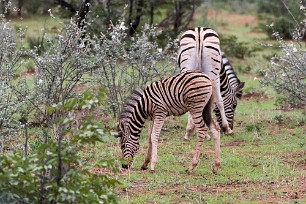 Zèbre Etosha