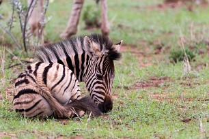 Zèbre Etosha