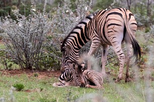 Zèbre Etosha