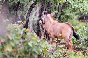 Oryx Etosha