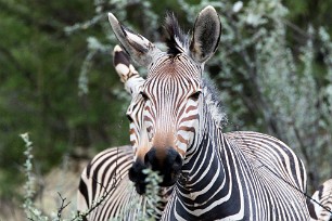 Zèbre de montagne Etosha