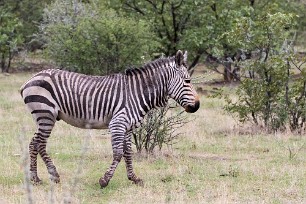 Zèbre de montagne Etosha