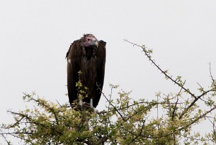 Lappet-faced Vulture (Vautour oricou) Etosha