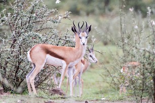 Springbok Etosha