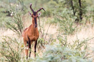 Bubal Etosha