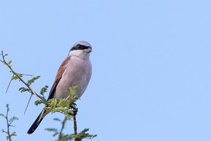 Red-backed Shrike (Pie-grièche écorcheur) Waterberg